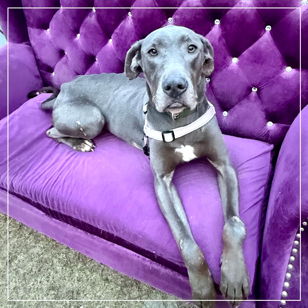 Twiggy (Skellie), Adoptable, Adult Female Great Dane & Mixed Breed.