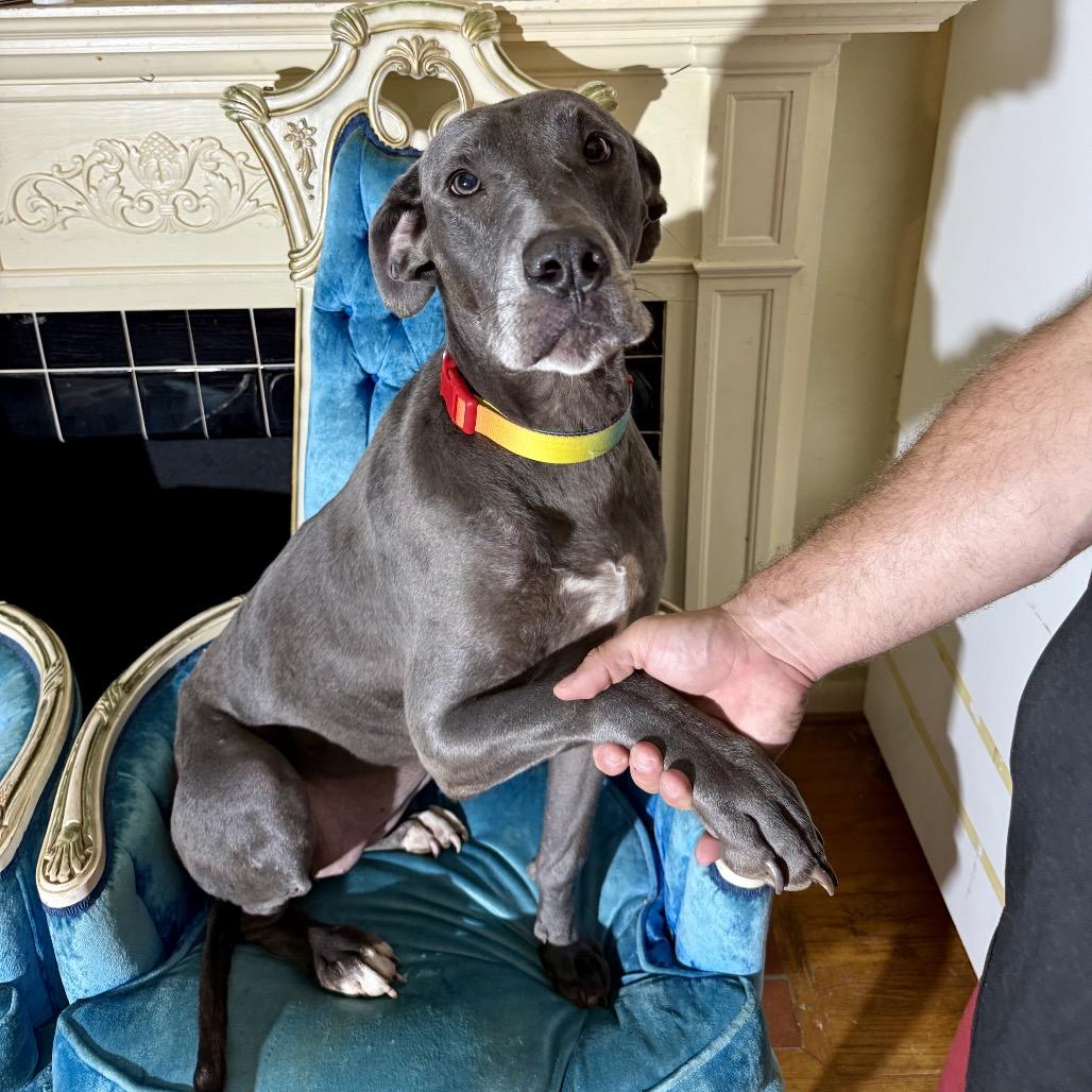 Enlarge Twiggy (Skellie), a Adoptable mixed breed in Little Rock, AR image 2/6