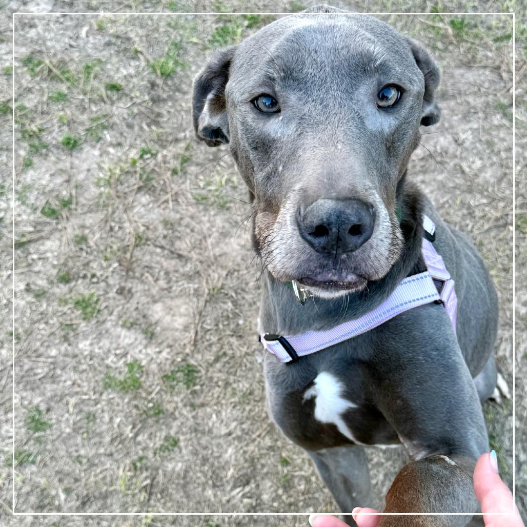 Enlarge Twiggy (Skellie), a Adoptable mixed breed in Little Rock, AR image 3/3