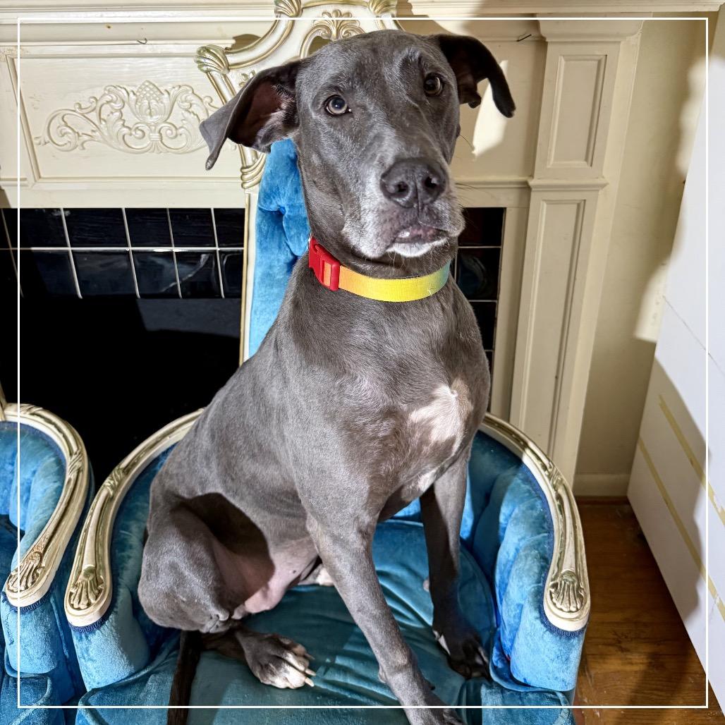 Enlarge Twiggy (Skellie), a Adoptable mixed breed in Little Rock, AR image 5/6