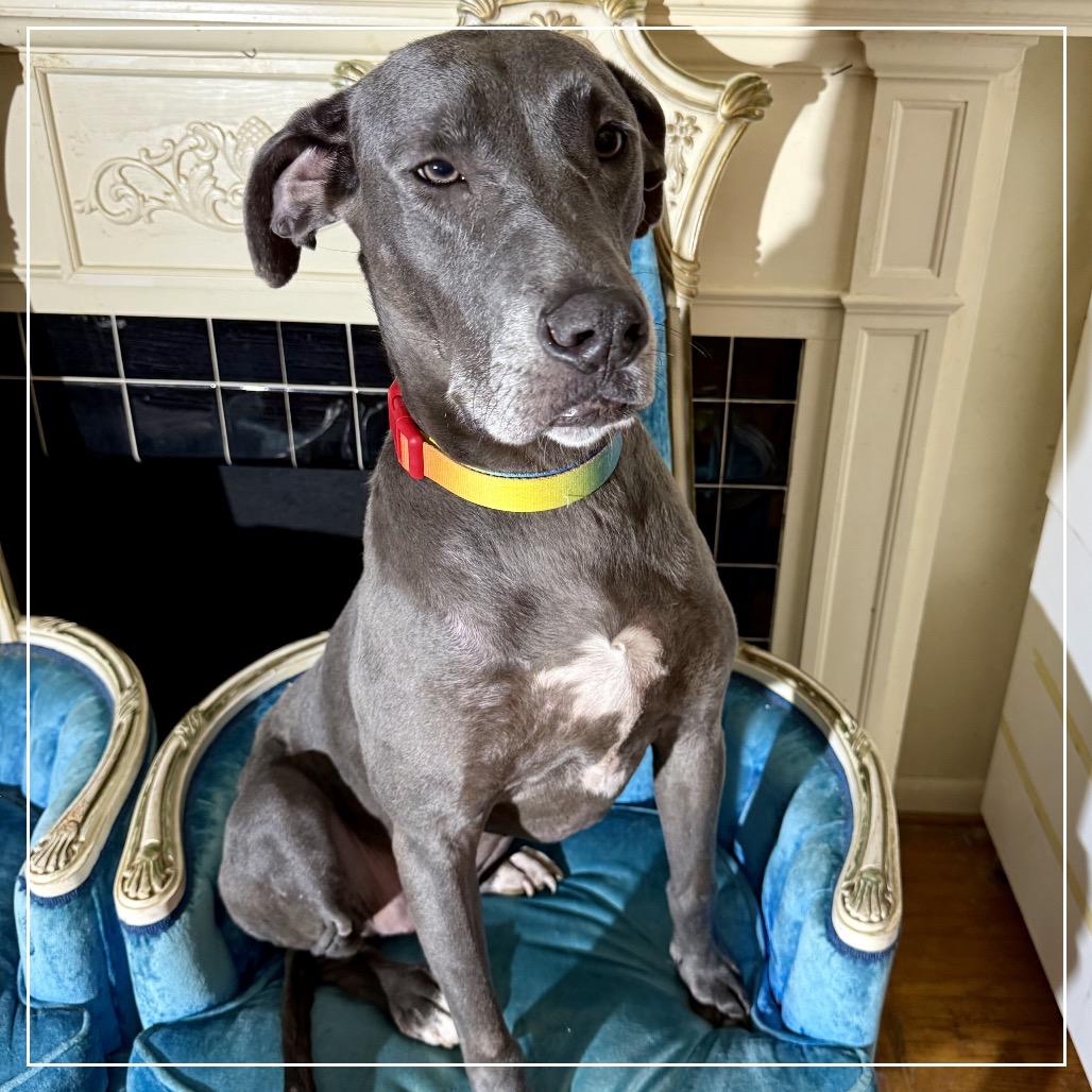 Enlarge Twiggy (Skellie), a Adoptable mixed breed in Little Rock, AR image 6/6