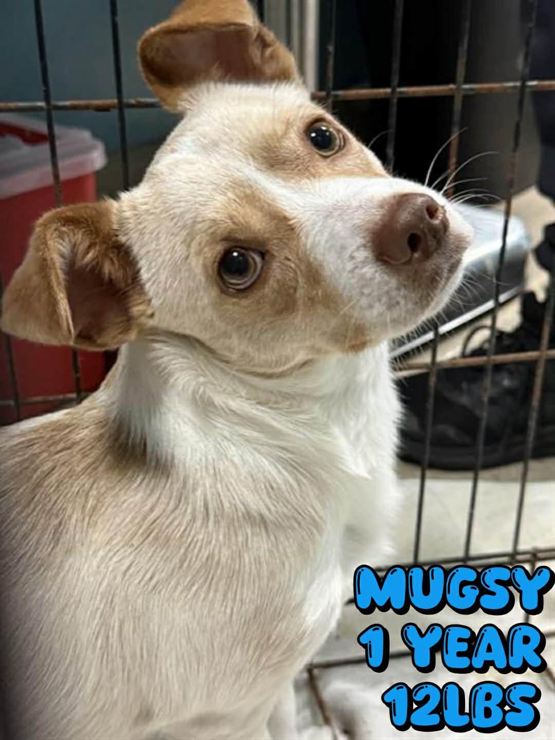 Enlarge MUGSY, a Adoptable Chihuahua in Holbrook, NY image 1/2