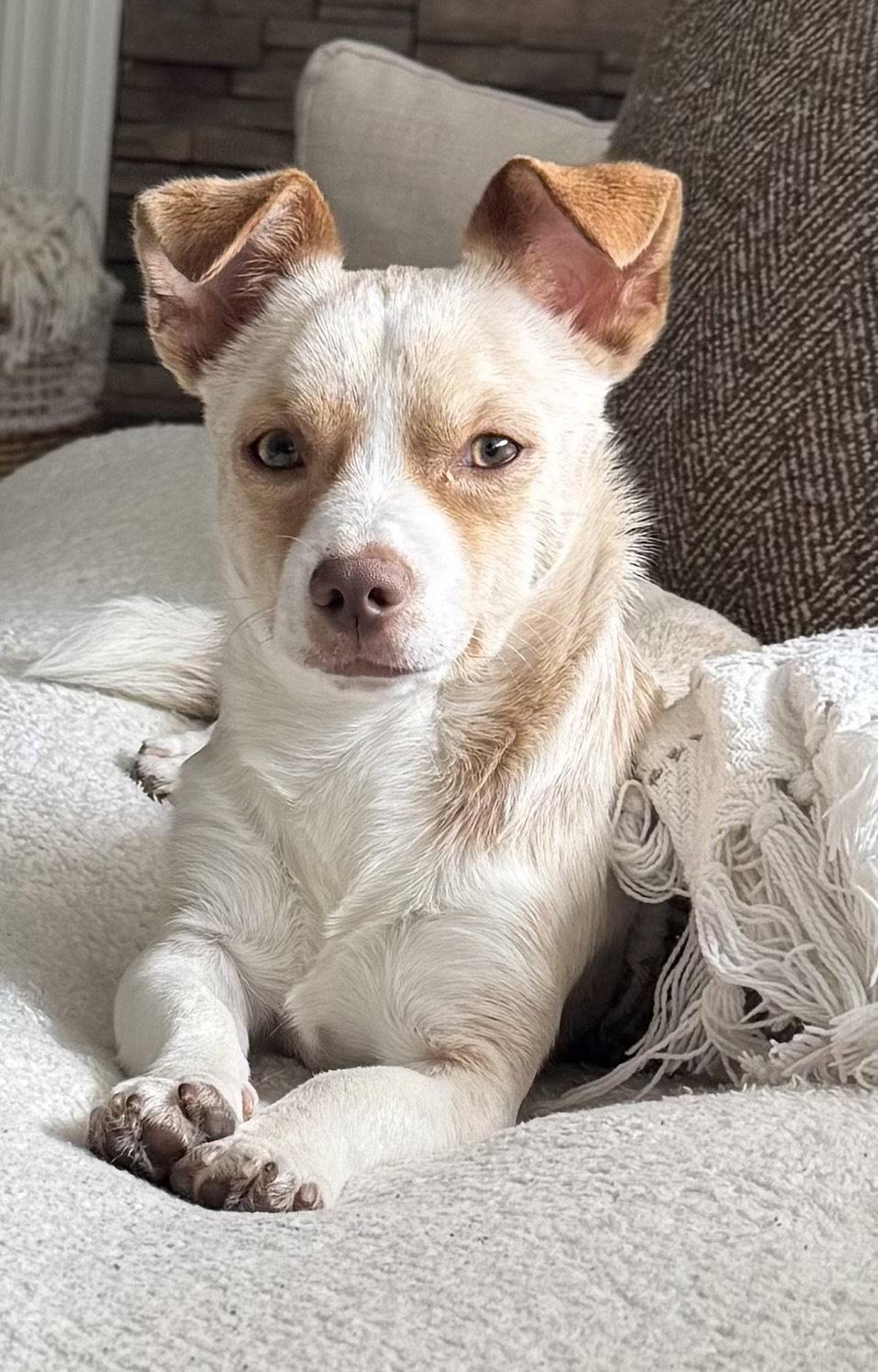 Enlarge MUGSY, a Adoptable Chihuahua in Holbrook, NY image 2/2