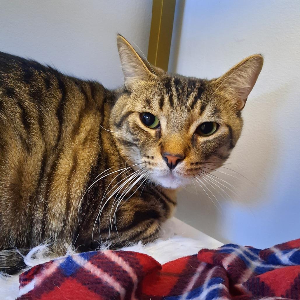 Pip, Adoptable, Adult Male Domestic Short Hair.