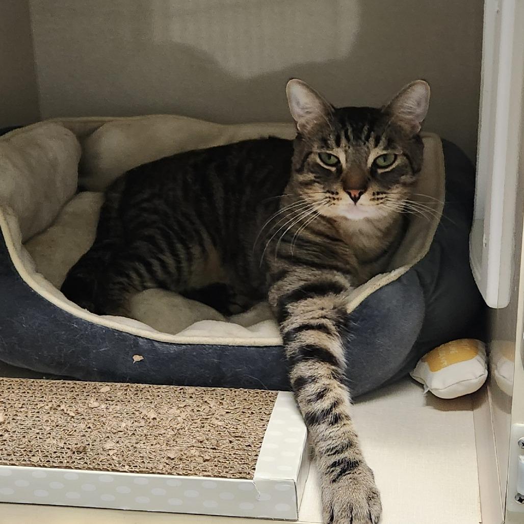 Enlarge Pip, a Adoptable Domestic Short Hair in Watertown, NY image 2/2