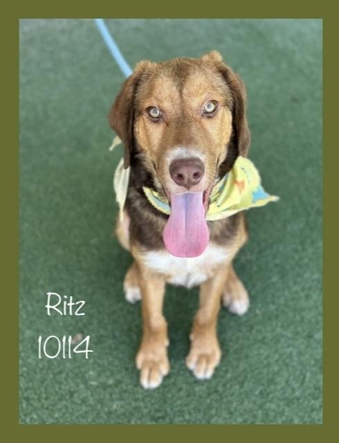 RITZ, adoptable, Young Male German Shepherd Dog.