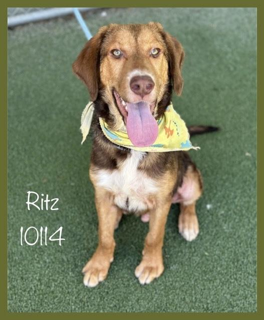Enlarge RITZ, an adoptable German Shepherd Dog in Marietta, GA image 3/6