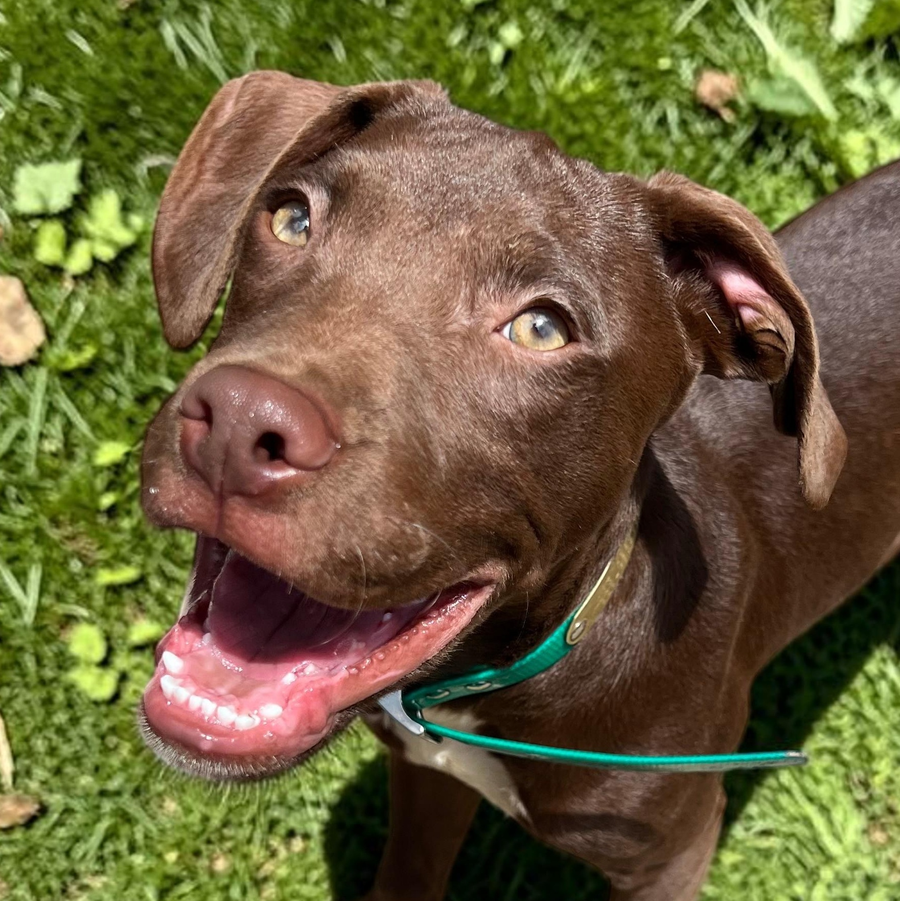 Kayce, adopted, Puppy Male German Shorthaired Pointer & Pointer.