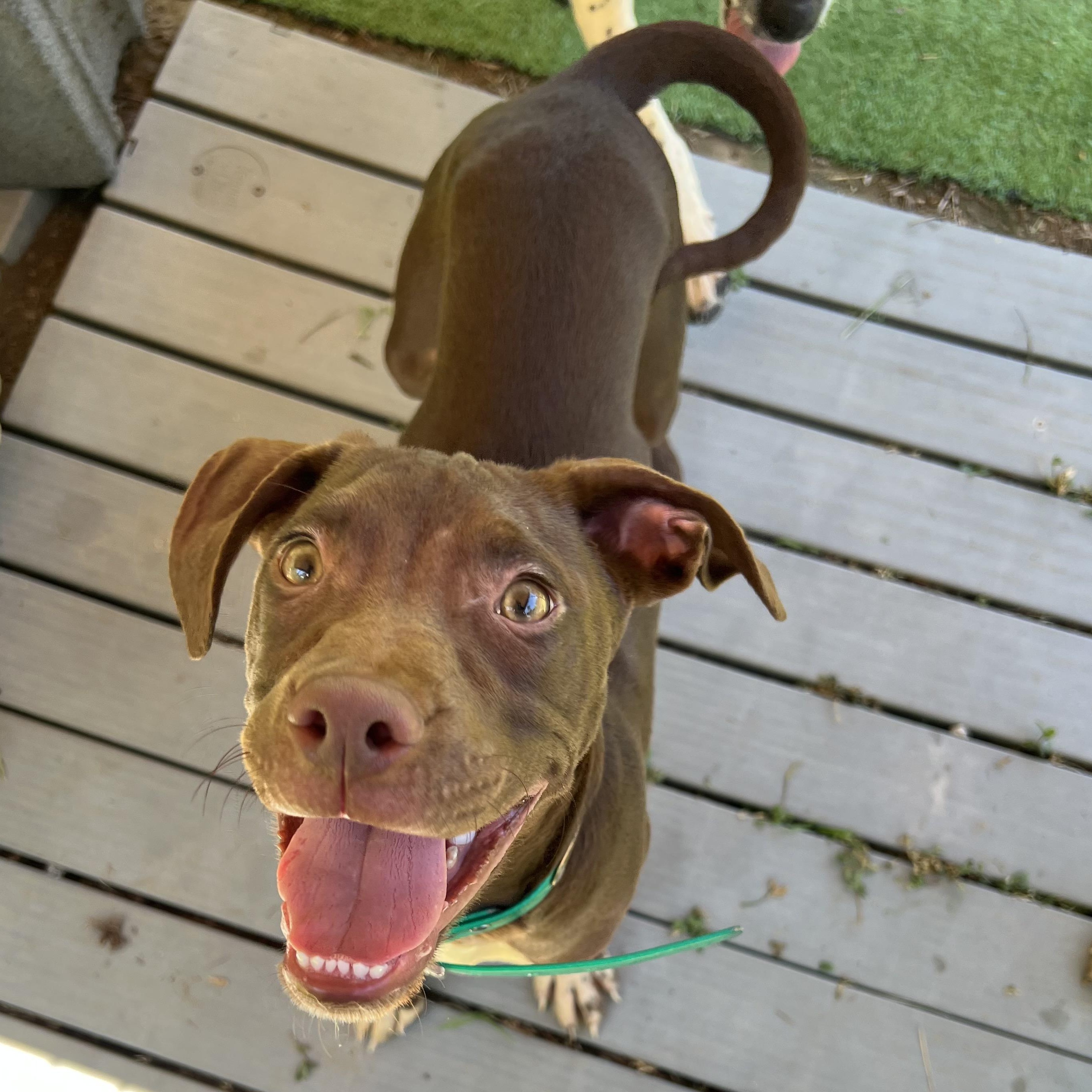 Kayce, an adopted mixed breed in Cedar Mountain, NC image 3/6