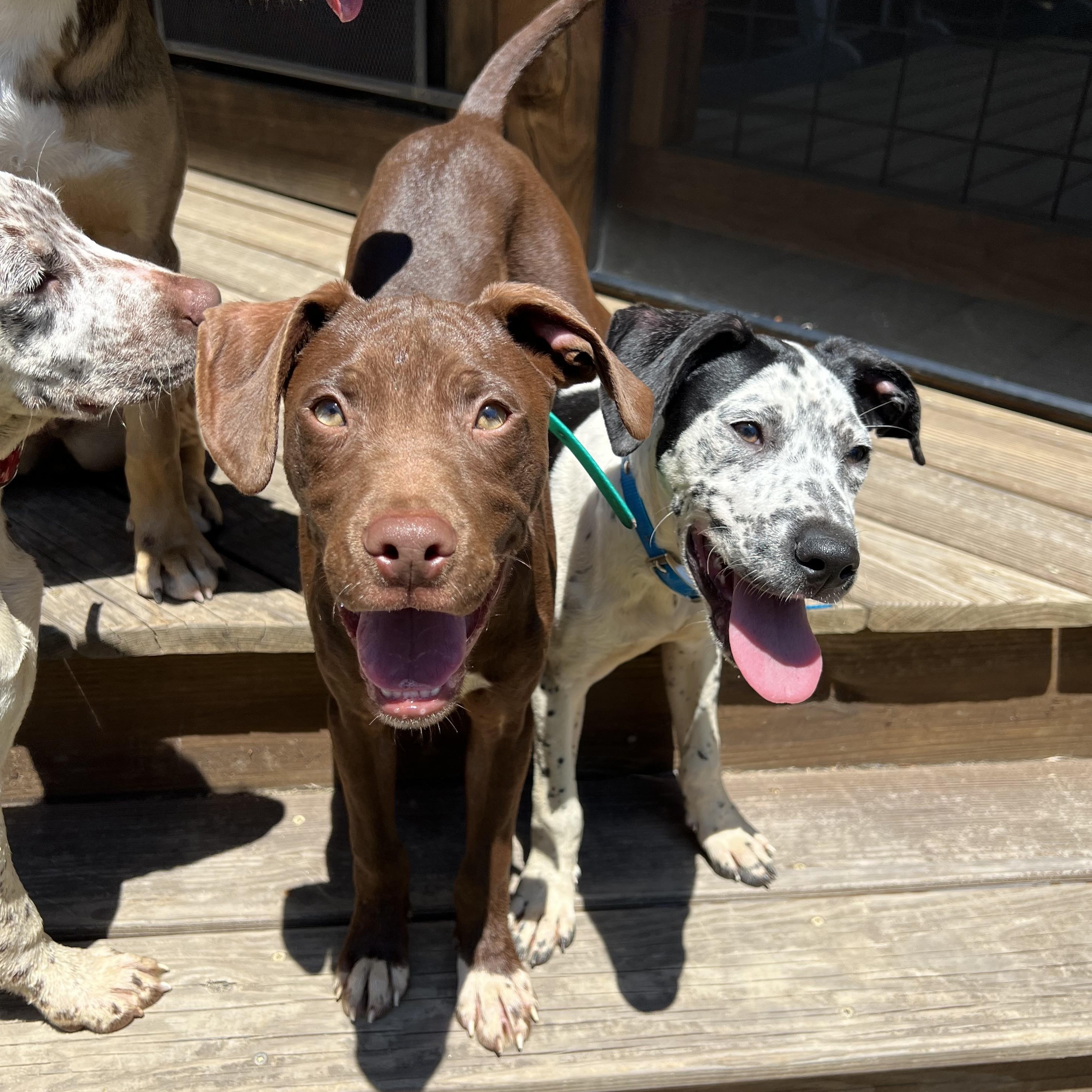Kayce, an adopted mixed breed in Cedar Mountain, NC image 6/6