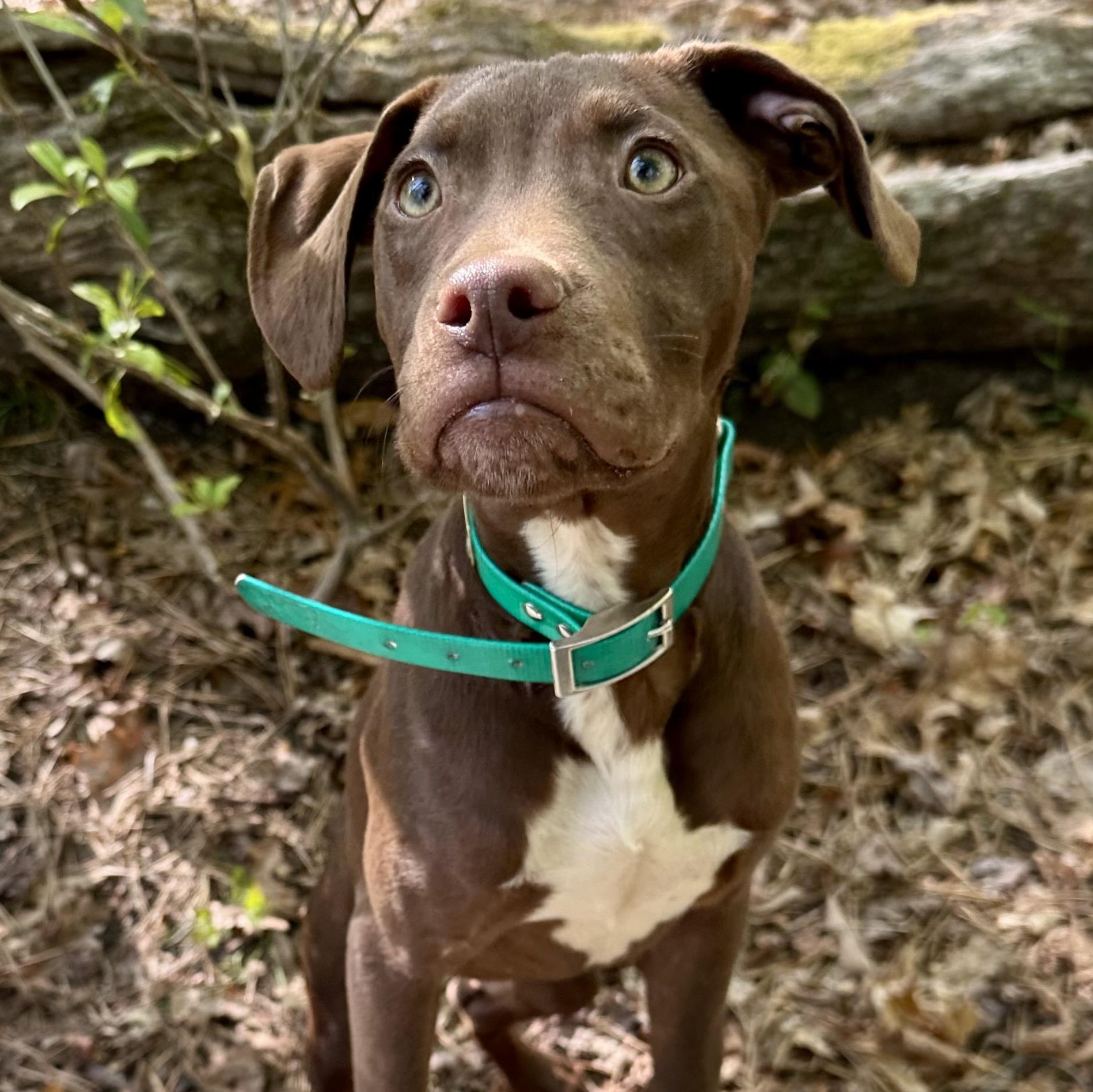 Kayce, an adopted mixed breed in Cedar Mountain, NC image 2/6