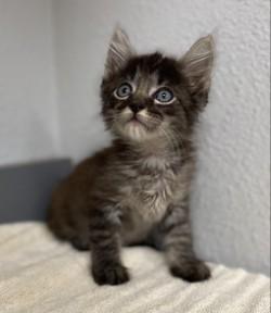 -Stewart, Adopted, Kitten Male Tabby & Domestic Medium Hair.