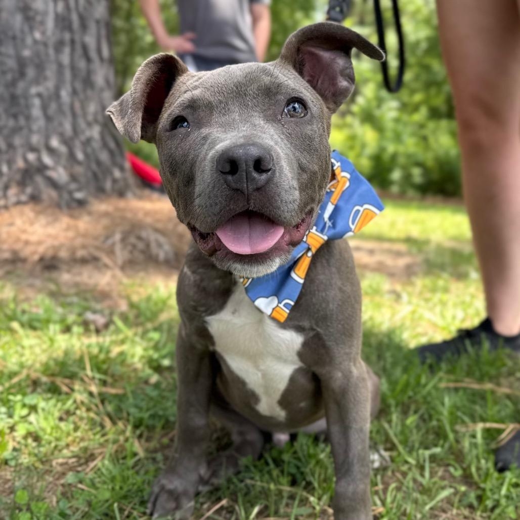 Enlarge Harvey, a Adoptable American Staffordshire Terrier in Aberdeen, NC image 1/1