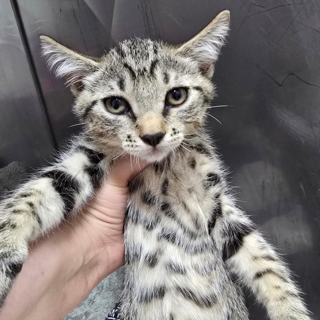 Enlarge Milk Dudley (Ken Kit 3), a Adoptable Domestic Short Hair in Marble, NC image 1/1