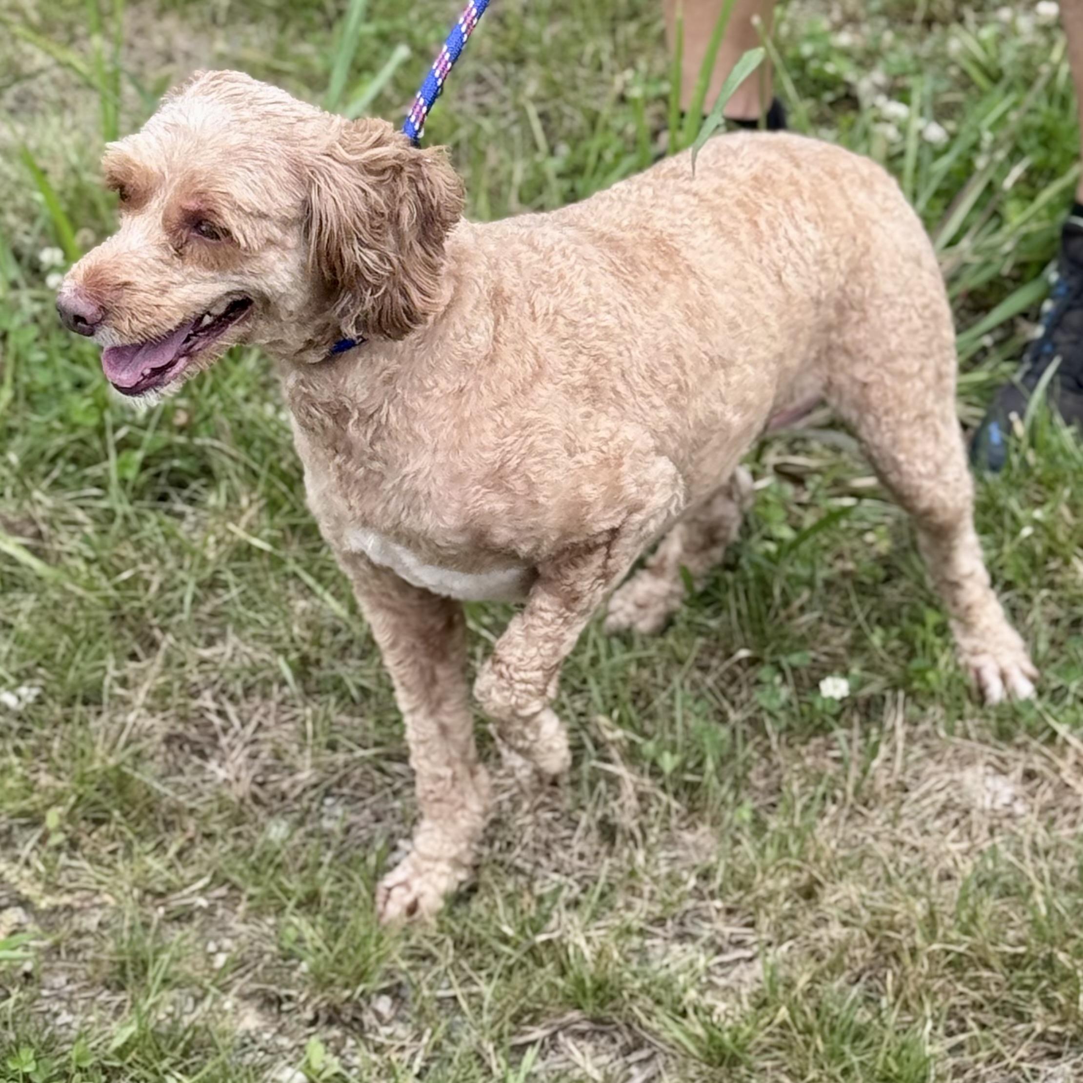 ALIVIA, a ADOPTABLE mixed breed in Wilmington, OH image 5/5