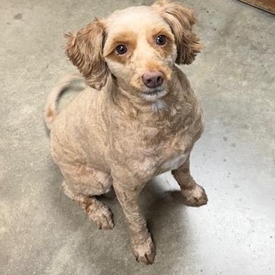 ALIVIA, a ADOPTABLE mixed breed in Wilmington, OH image 4/5