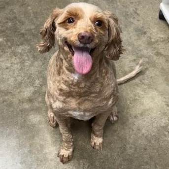 ALIVIA, a ADOPTABLE mixed breed in Wilmington, OH image 3/5