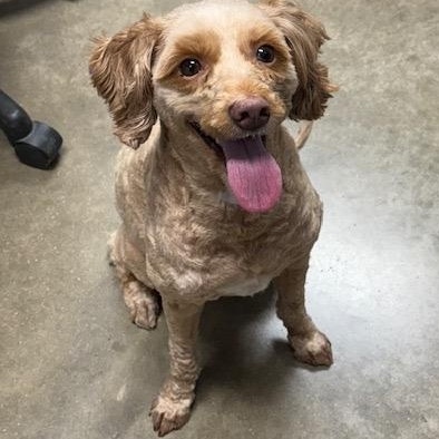ALIVIA, a ADOPTABLE mixed breed in Wilmington, OH image 2/5