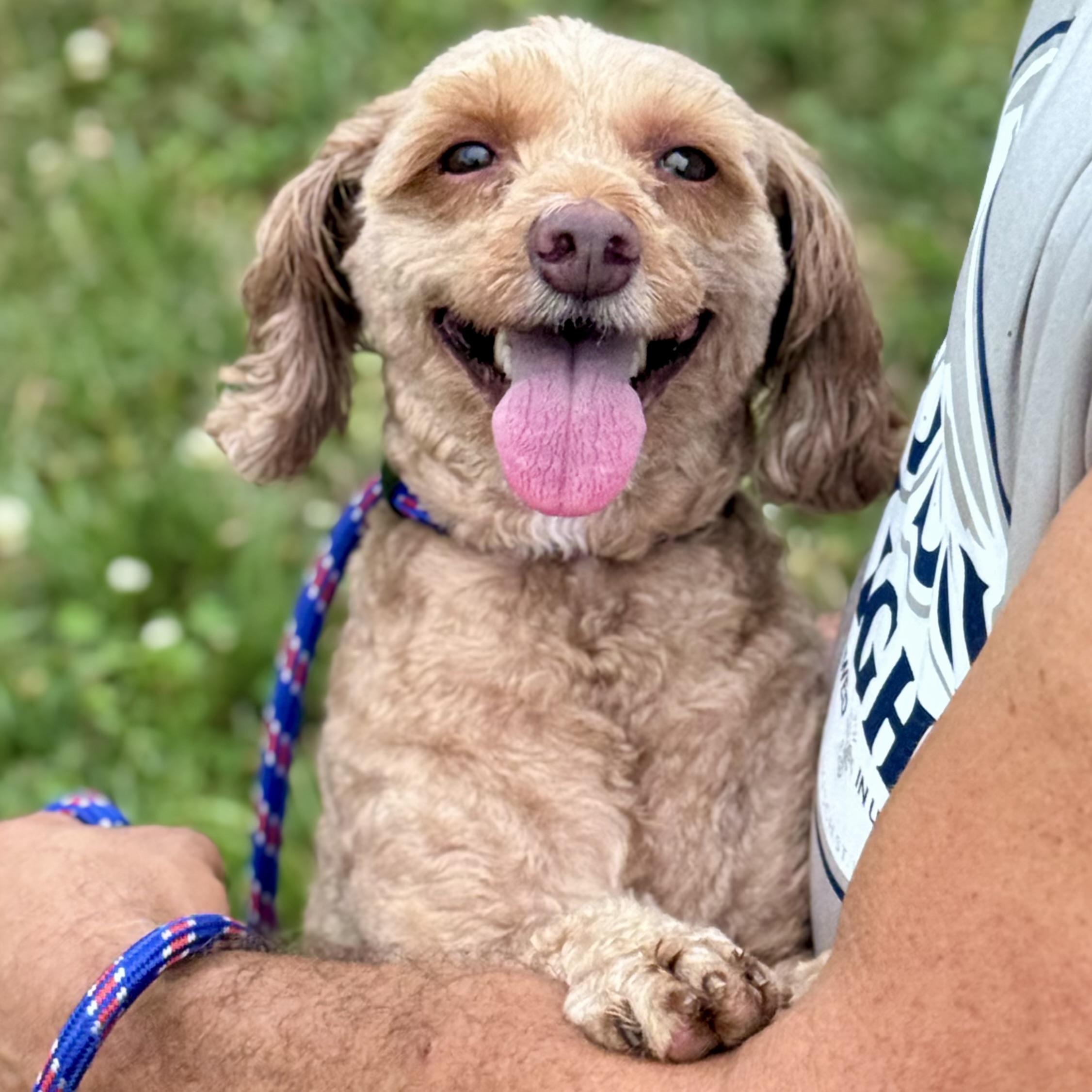 ALIVIA, ADOPTABLE, Adult Female Goldendoodle & Miniature Poodle.