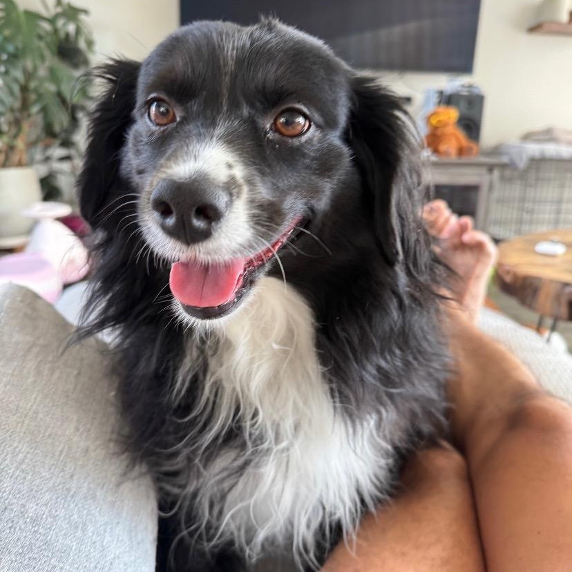 Enlarge Pennie, a Adopted mixed breed in Austin, TX image 4/4