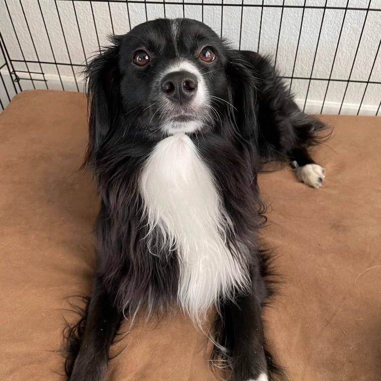 Enlarge Pennie, a Adopted mixed breed in Austin, TX image 2/4