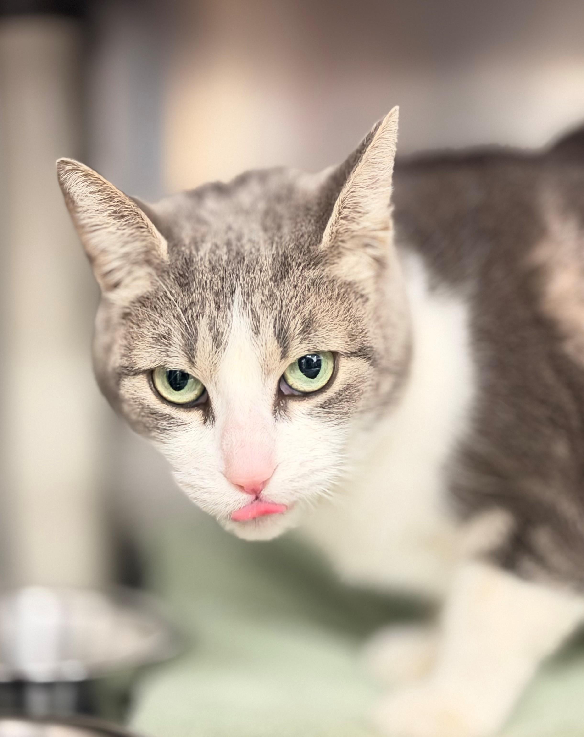 Enlarge Starfish, an adoptable Domestic Short Hair in Hamilton, ON image 4/4