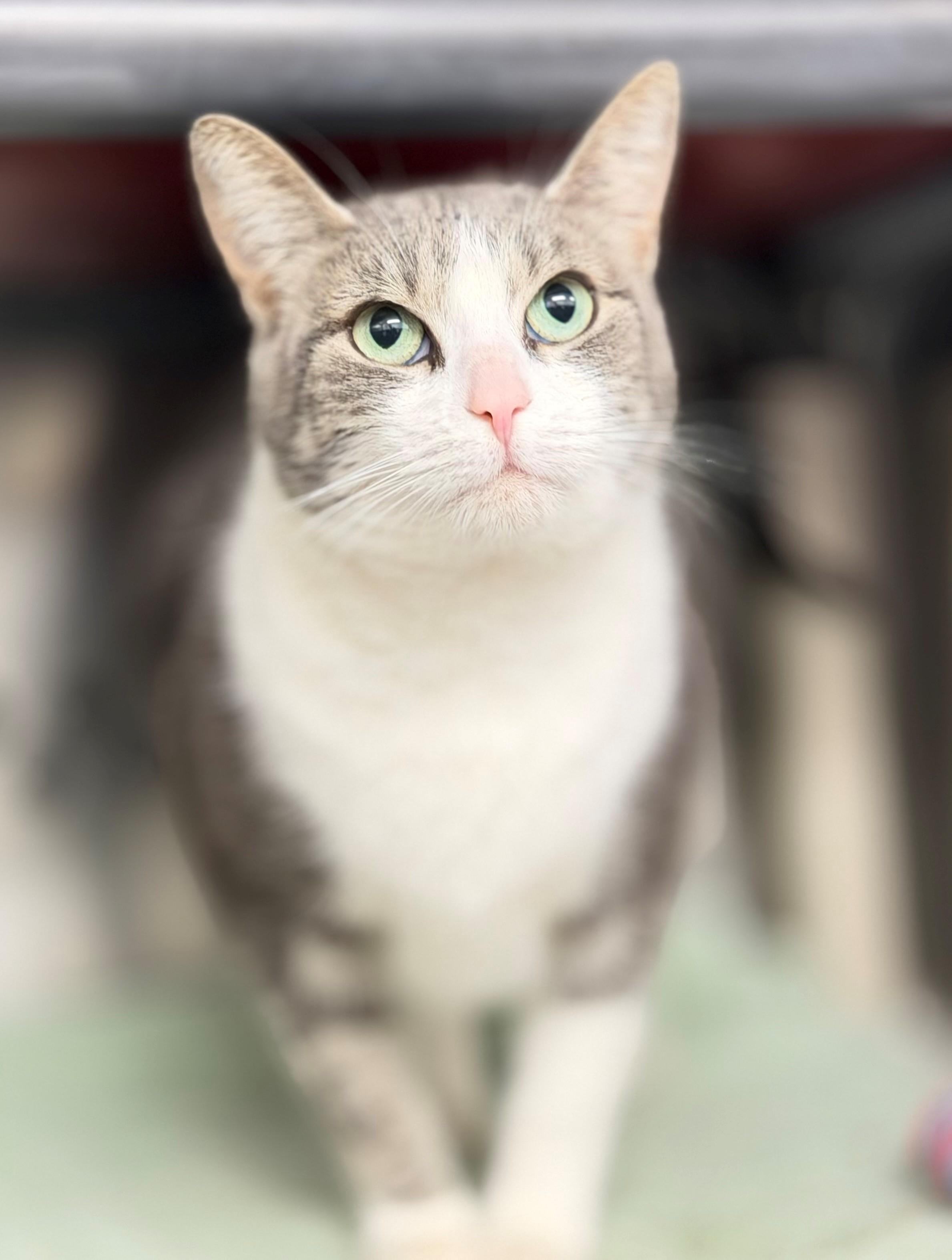Enlarge Starfish, an adoptable Domestic Short Hair in Hamilton, ON image 1/4