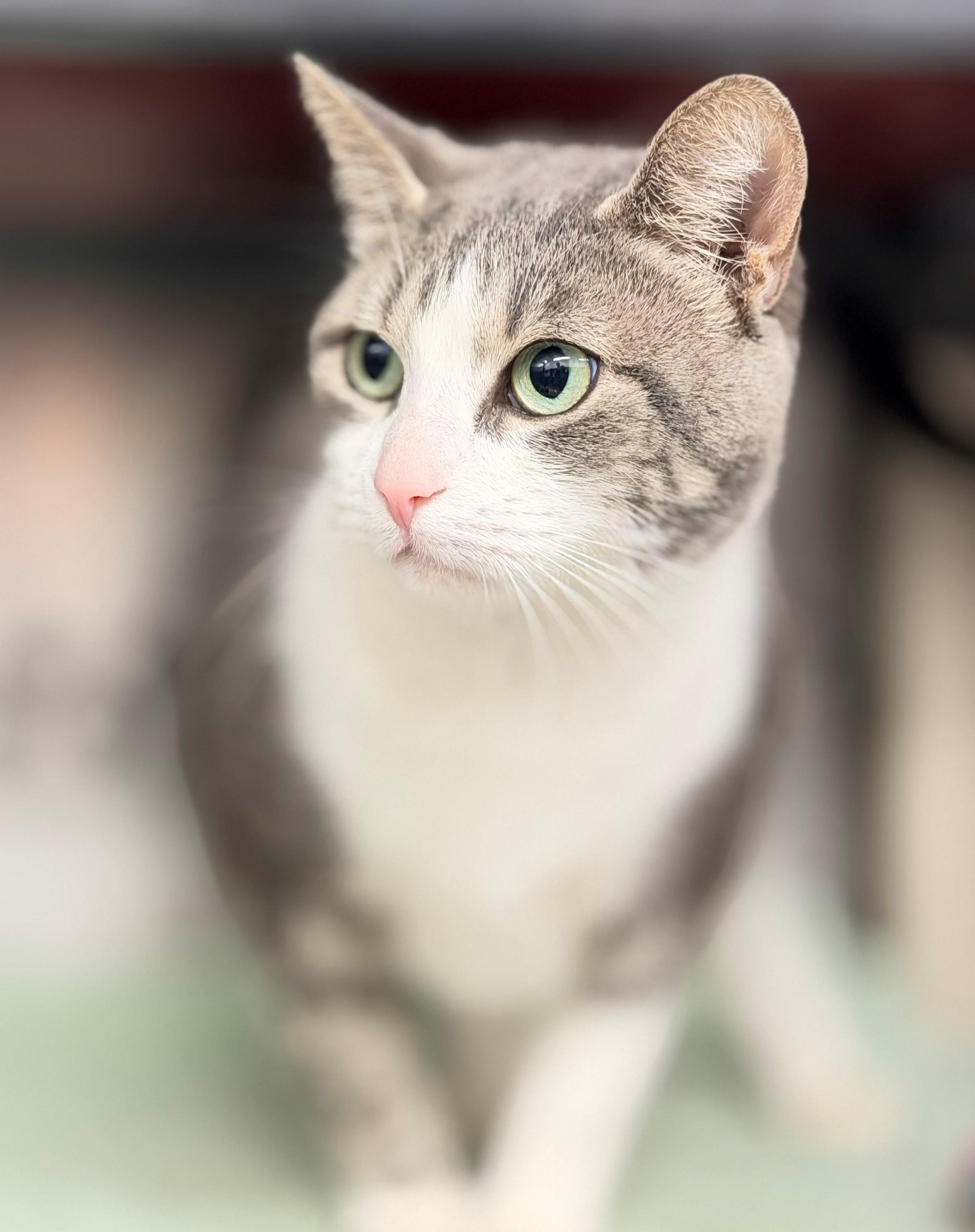 Enlarge Starfish, an adoptable Domestic Short Hair in Hamilton, ON image 2/4
