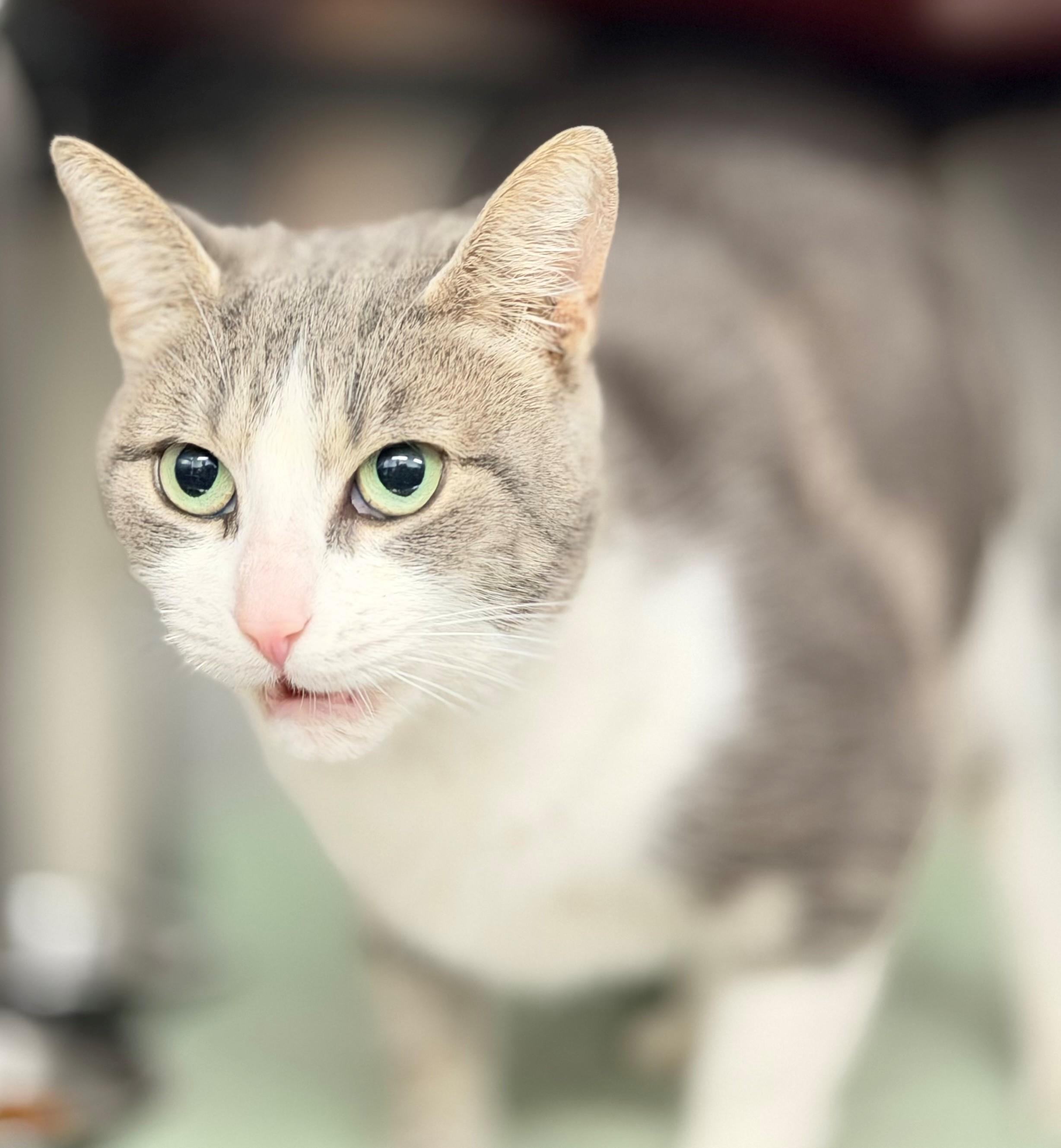Enlarge Starfish, an adoptable Domestic Short Hair in Hamilton, ON image 3/4