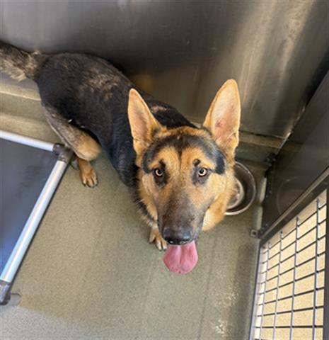 ALFIE, Adoptable, Adult Male German Shepherd Dog.