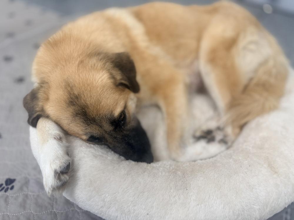 Mama Resa, Adopted, Young Female Great Pyrenees.