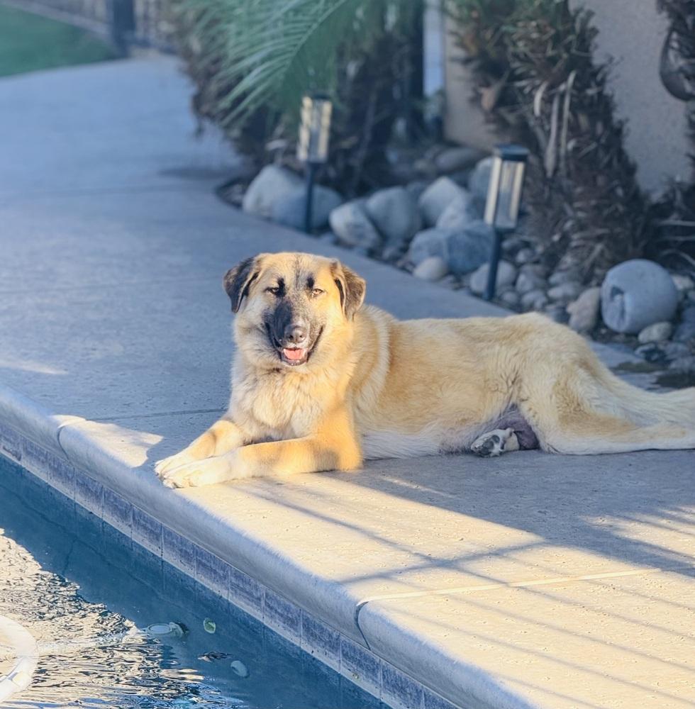 Enlarge Mama Resa, a Adopted mixed breed in Pleasant Hill, CA image 3/4