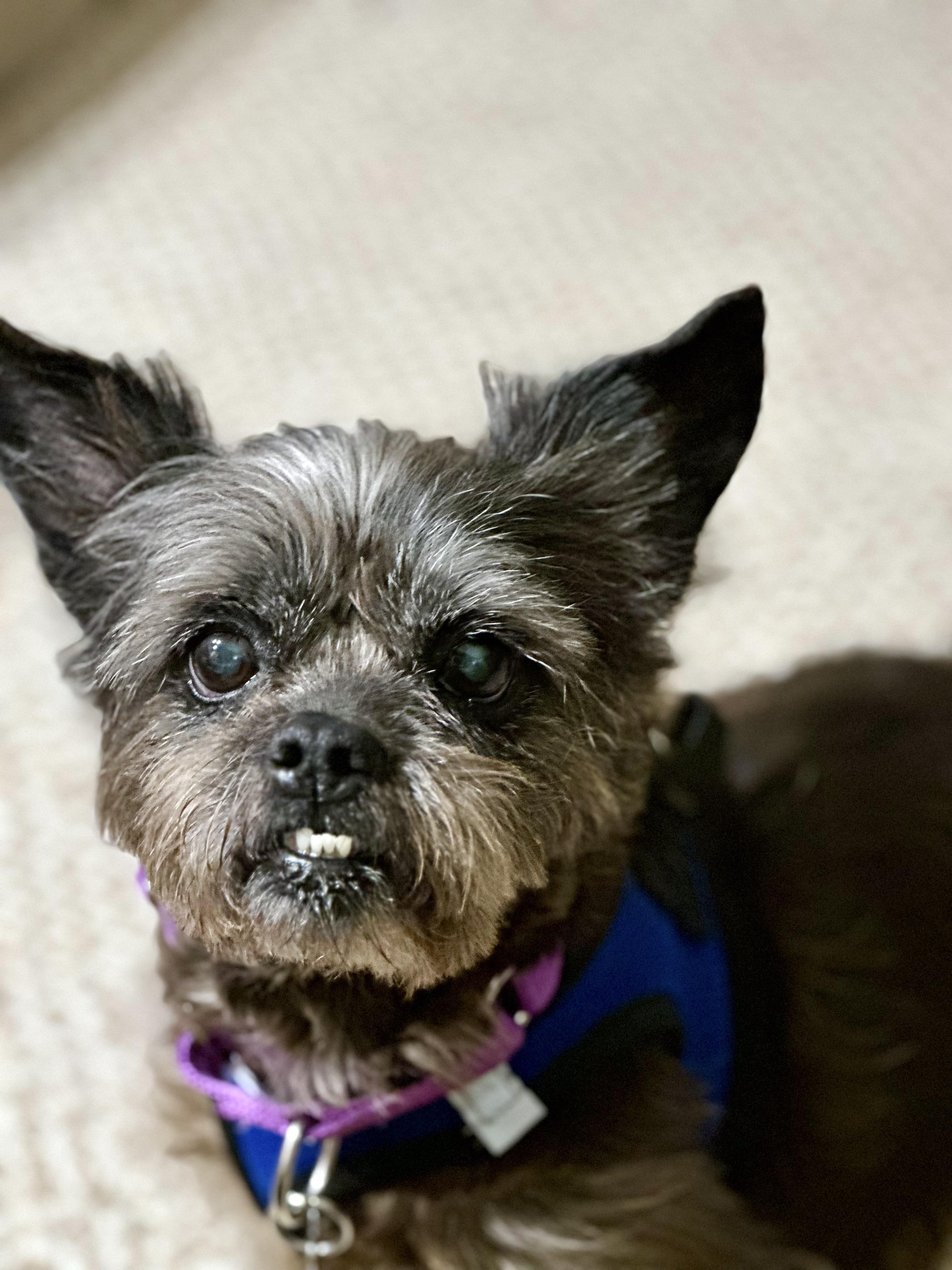 Enlarge Lilly Beth, an adoptable mixed breed in Harrison, NY image 3/6