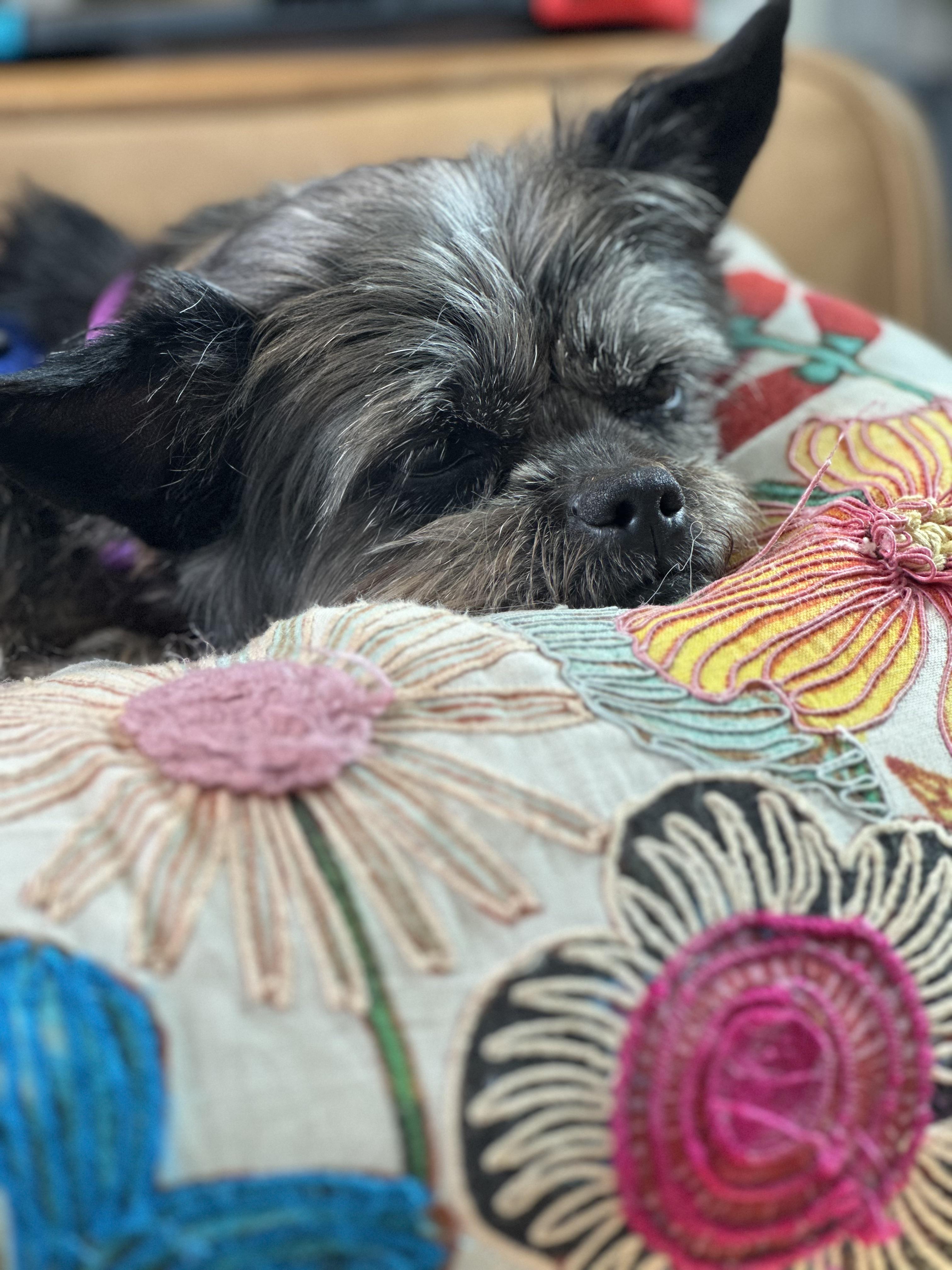 Enlarge Lilly Beth, an adoptable mixed breed in Harrison, NY image 5/6