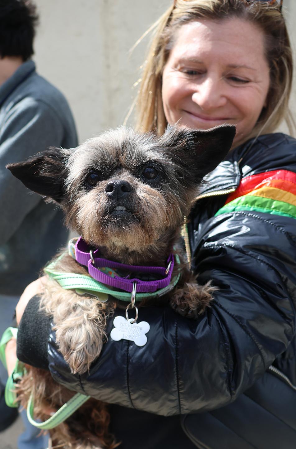Enlarge Lilly Beth, an adoptable mixed breed in Harrison, NY image 6/6