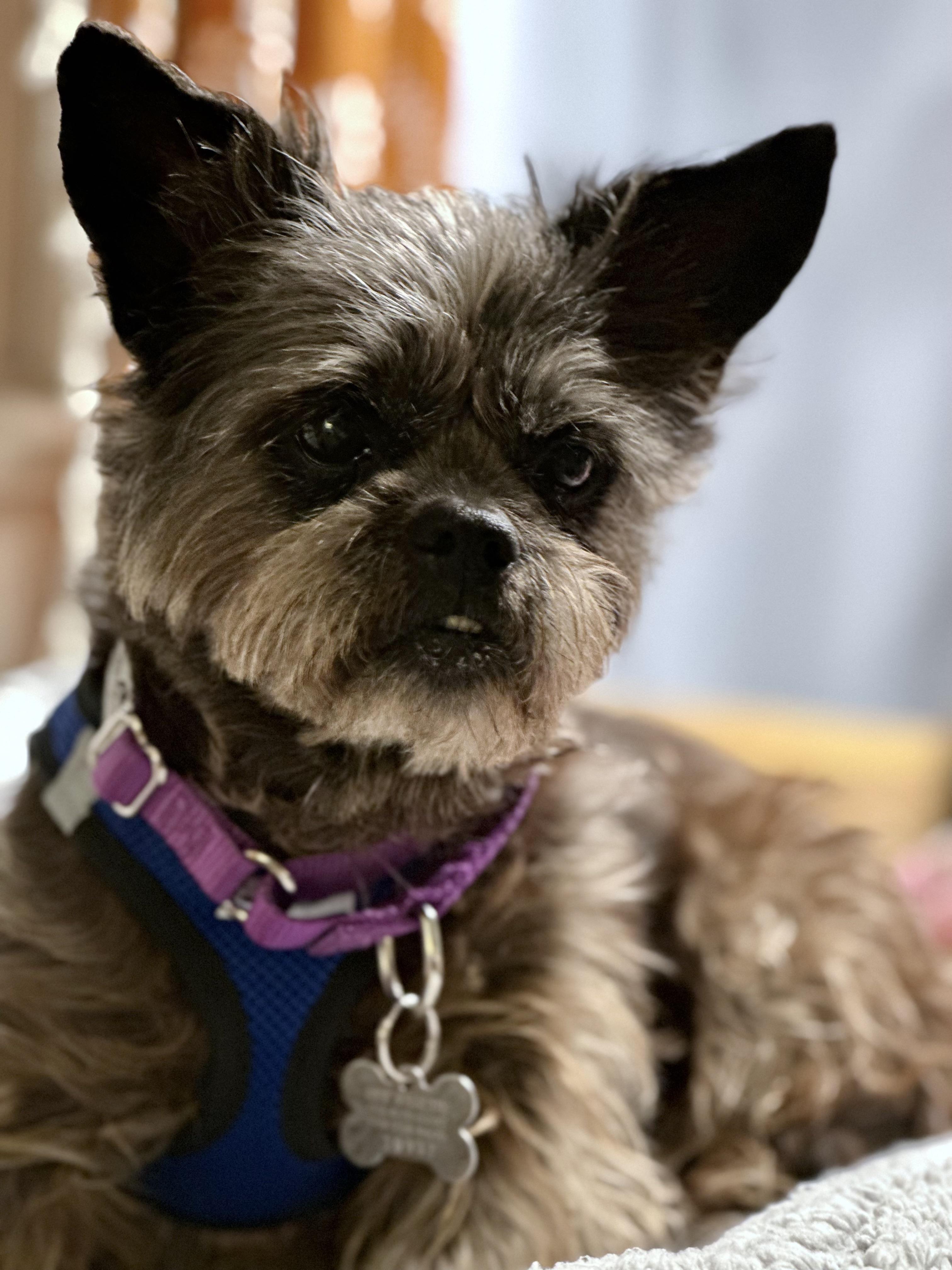 Enlarge Lilly Beth, an adoptable mixed breed in Harrison, NY image 2/6