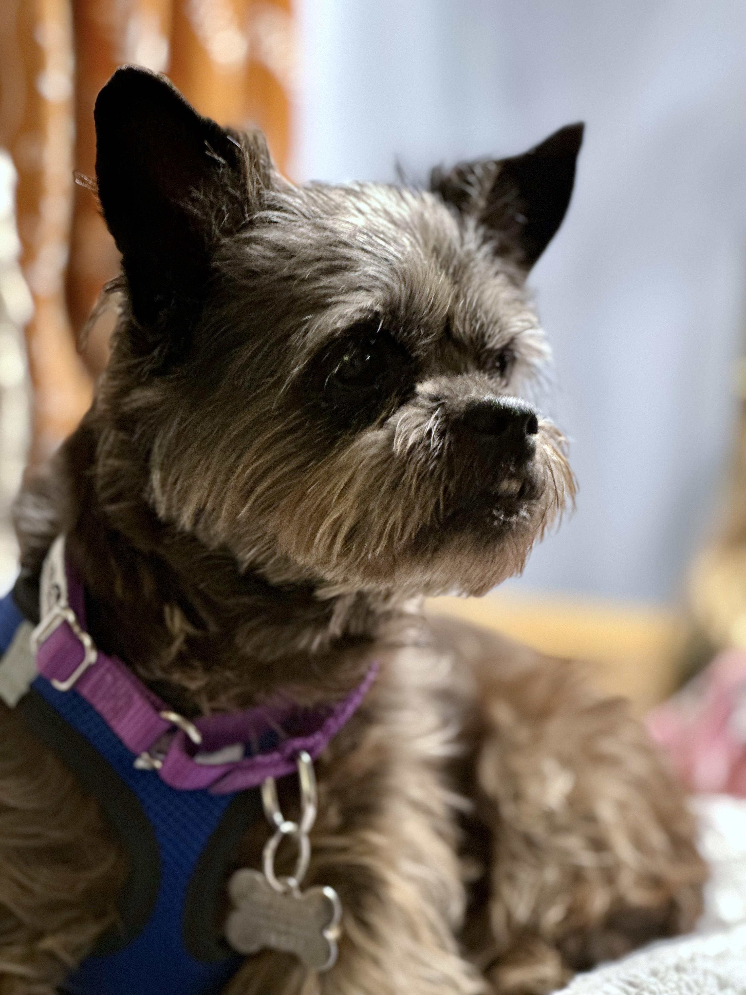 Enlarge Lilly Beth, an adoptable mixed breed in Harrison, NY image 1/6