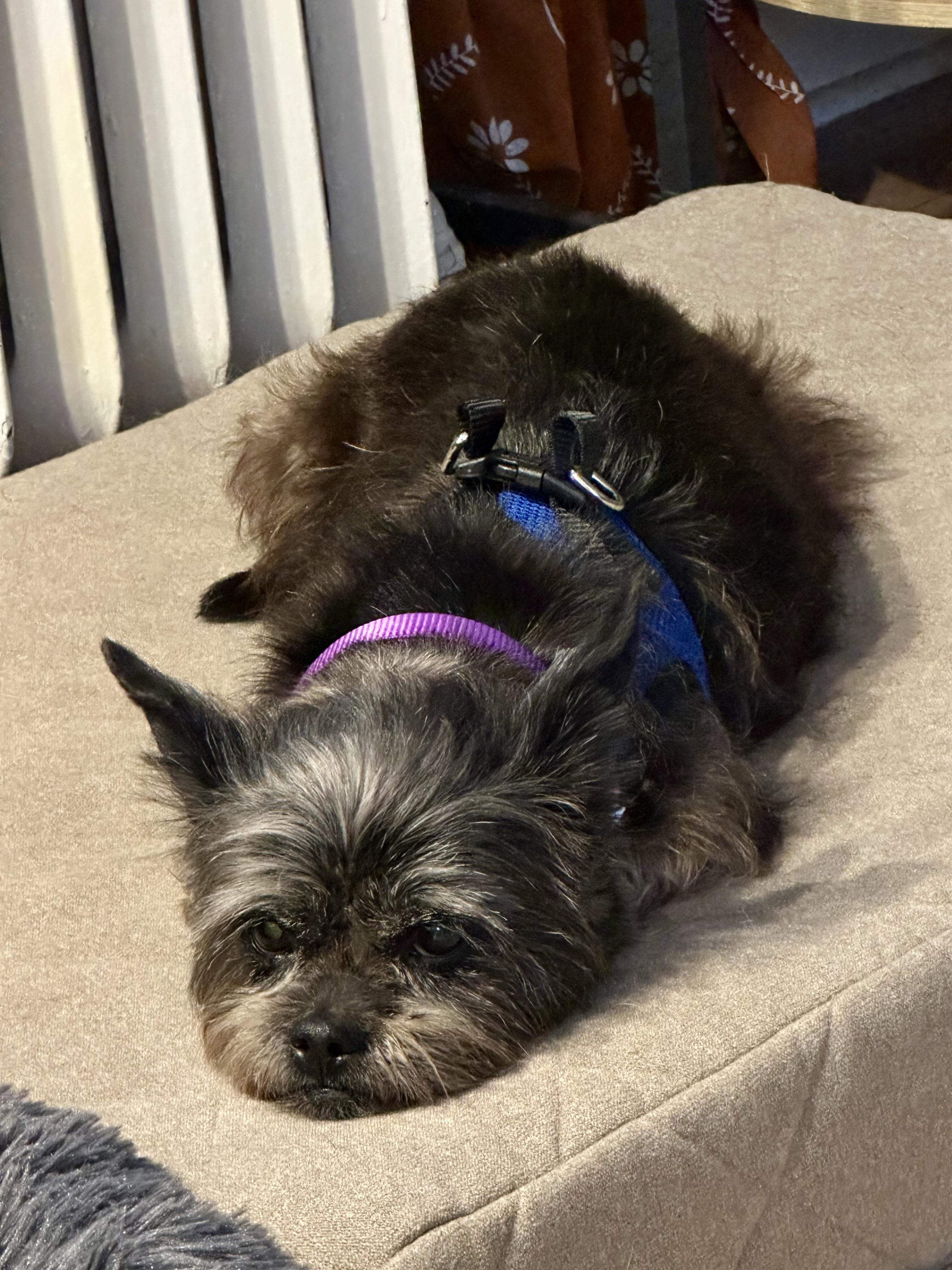 Enlarge Lilly Beth, an adoptable mixed breed in Harrison, NY image 4/6