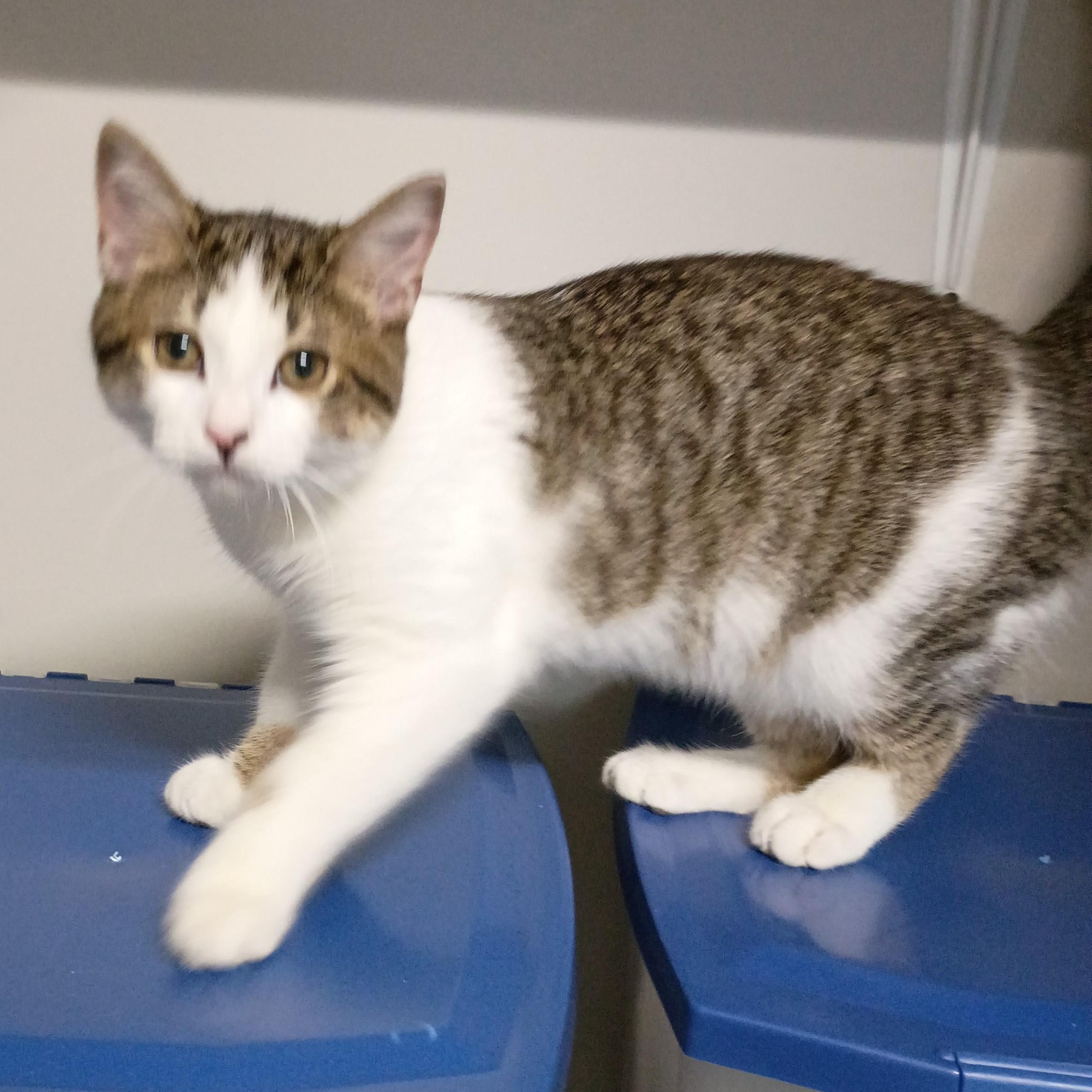 Enlarge Milo, an adopted Tabby in Rogersville, TN image 1/5