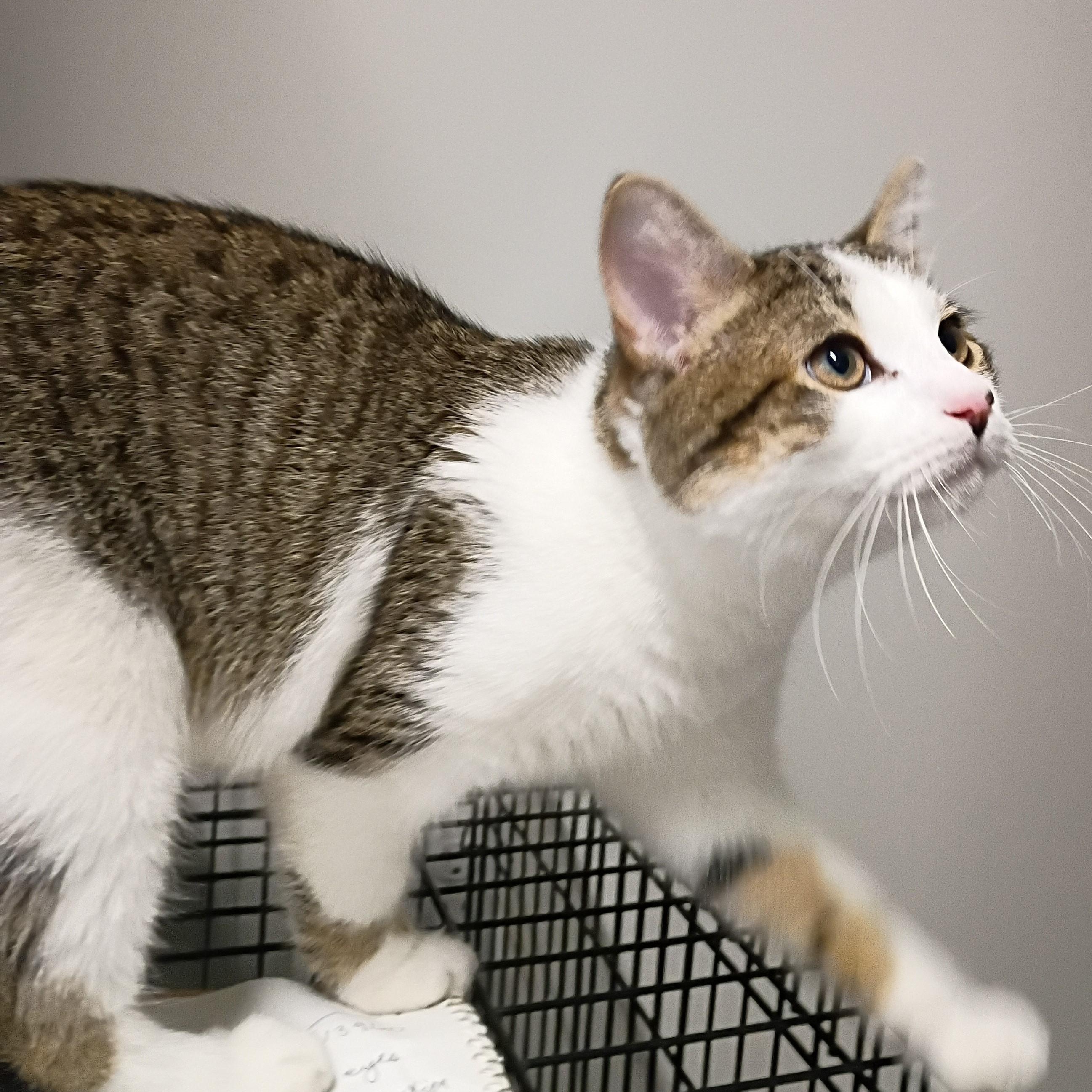 Enlarge Milo, an adopted Tabby in Rogersville, TN image 2/5