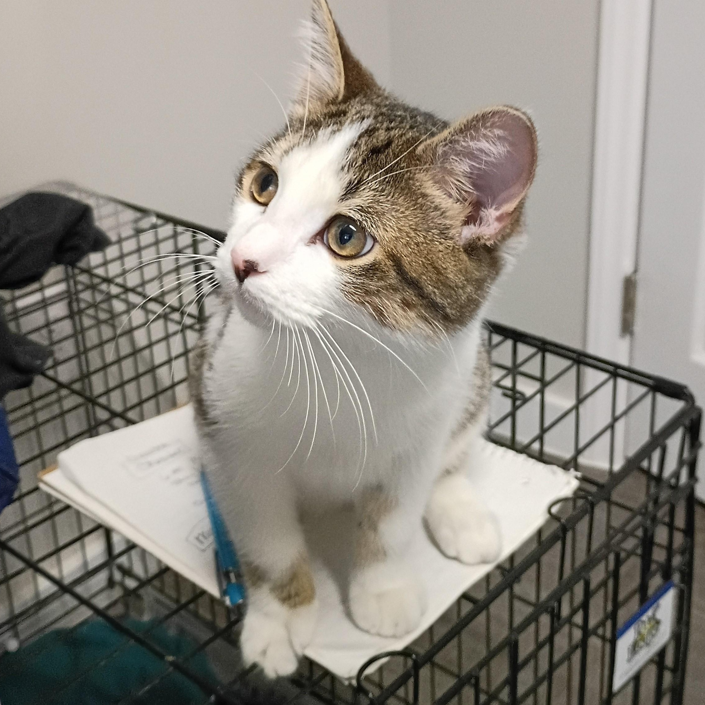 Enlarge Milo, an adopted Tabby in Rogersville, TN image 4/5