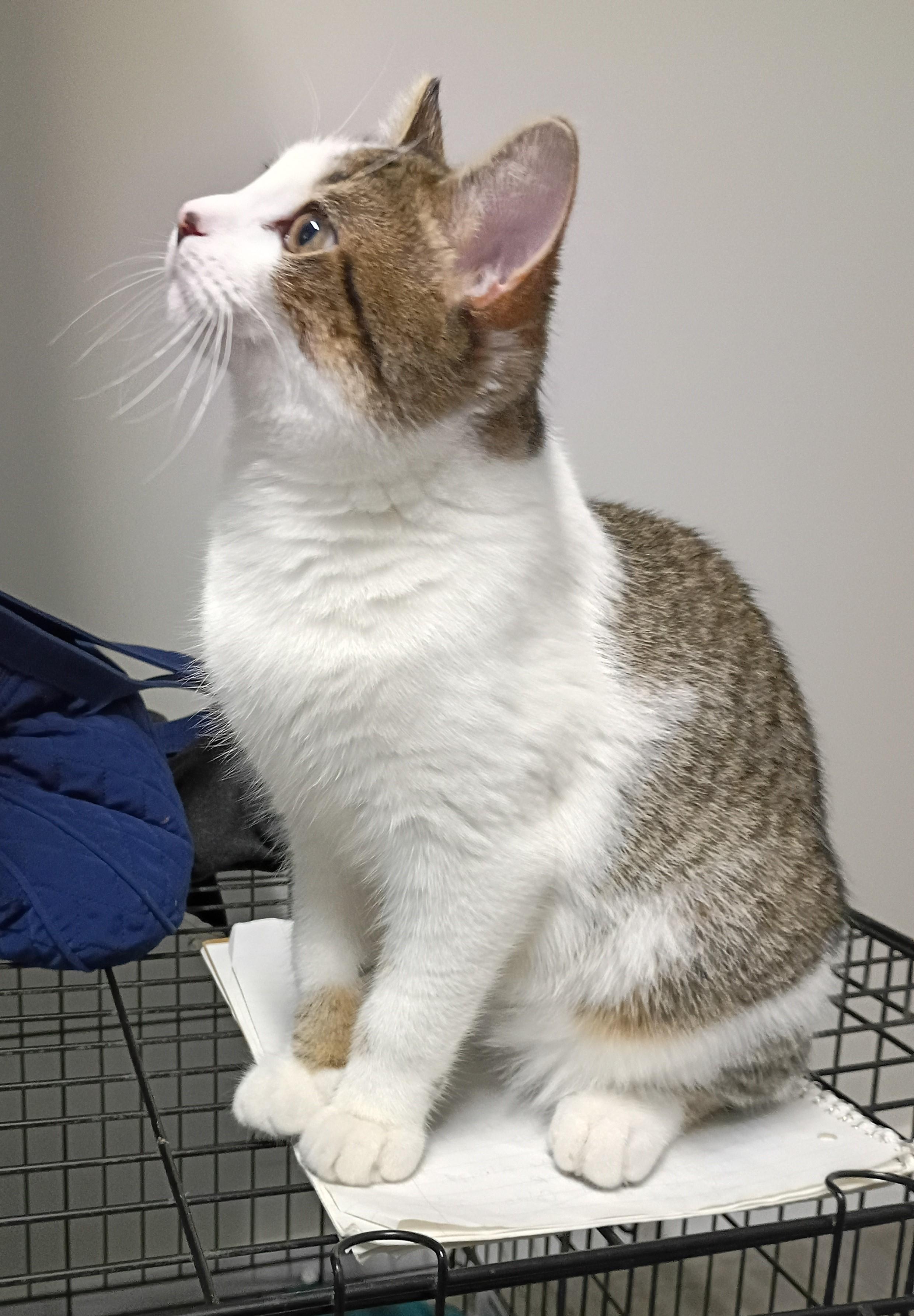 Enlarge Milo, an adopted Tabby in Rogersville, TN image 5/5