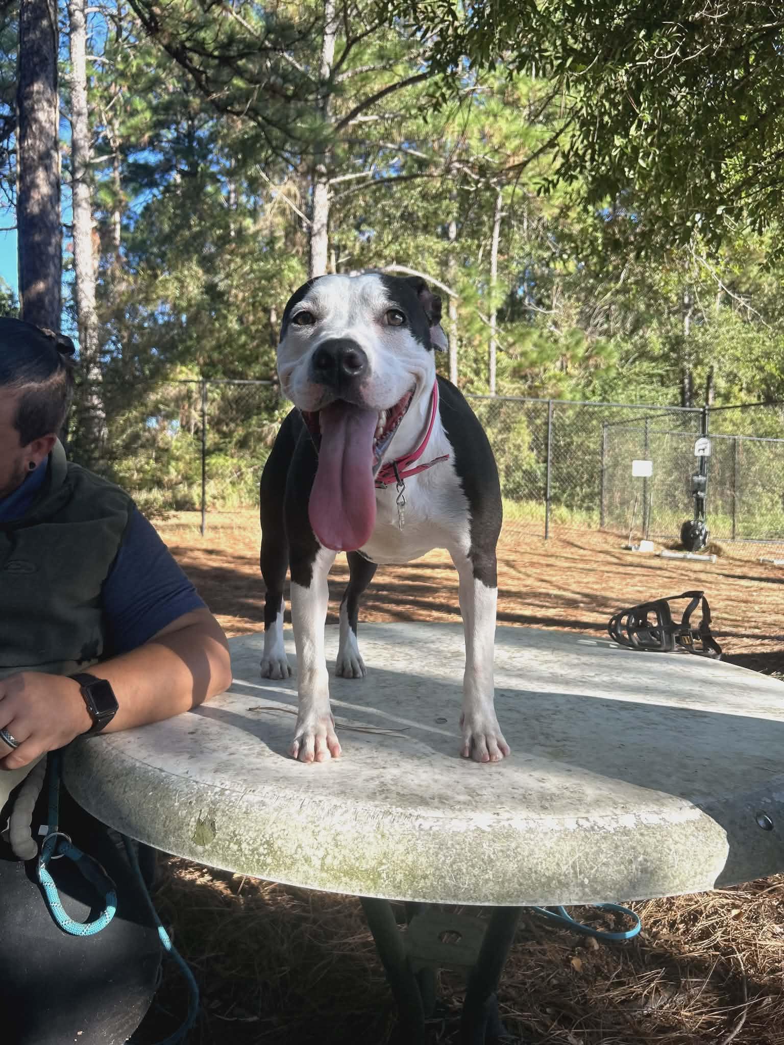 Enlarge Wendy, a Adoptable mixed breed in Elizabeth City , NC image 2/3