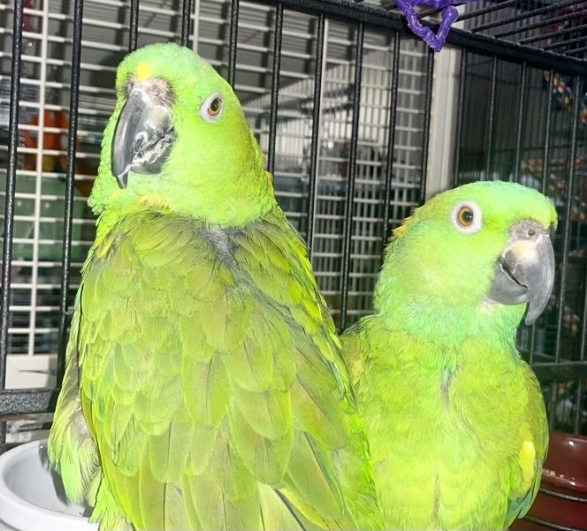 Buster and Billy photo 2