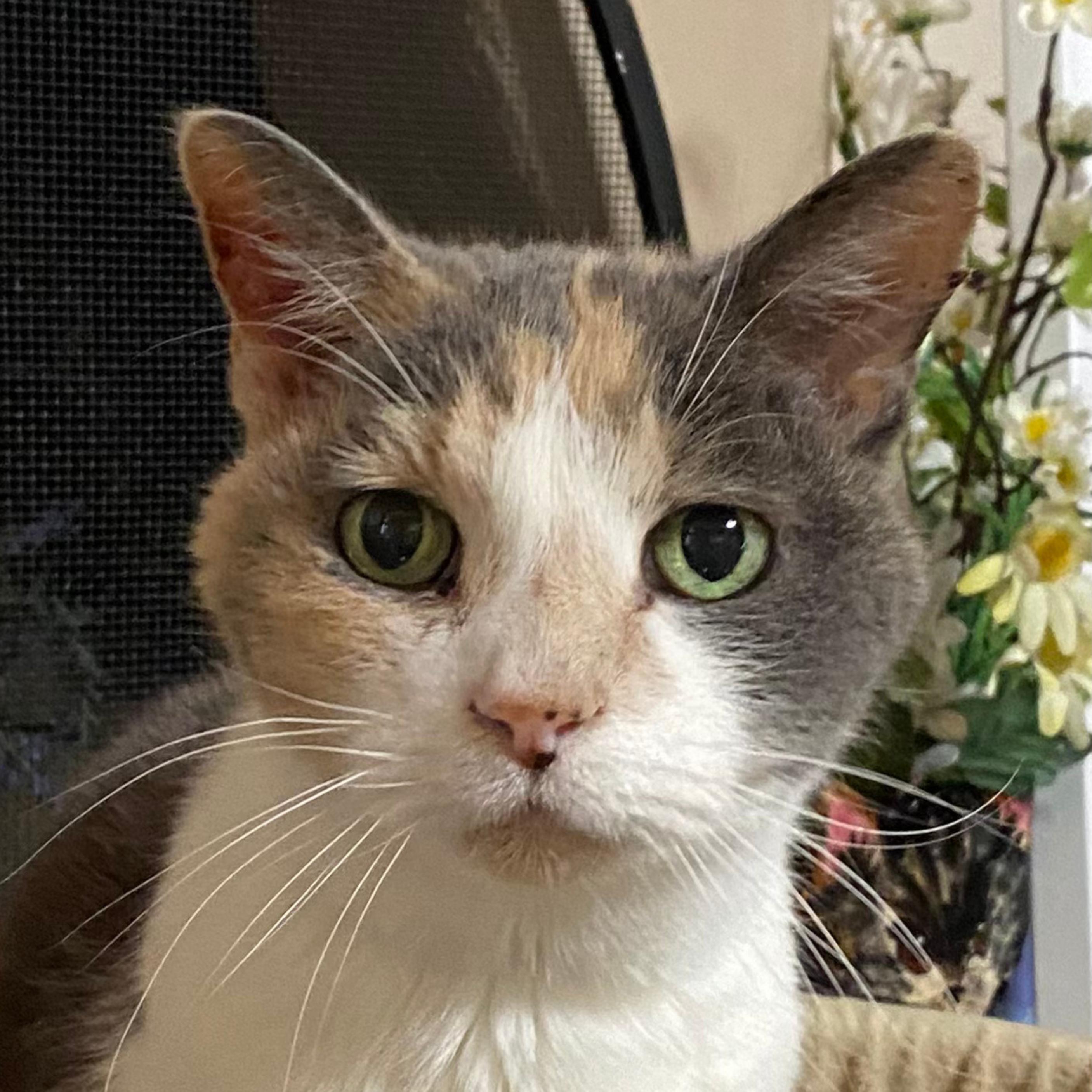 Kitty Kiki [Hospice Foster], Adoptable, Senior Female Domestic Short Hair.