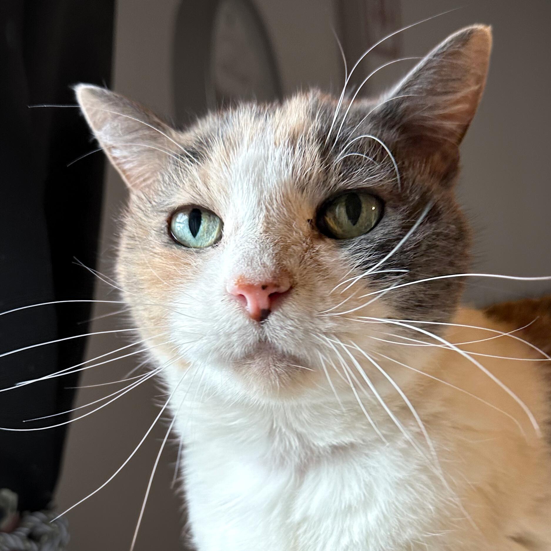 Enlarge Kitty Kiki [Permanent Foster], a Adoptable mixed breed in Santa Fe, NM image 2/6