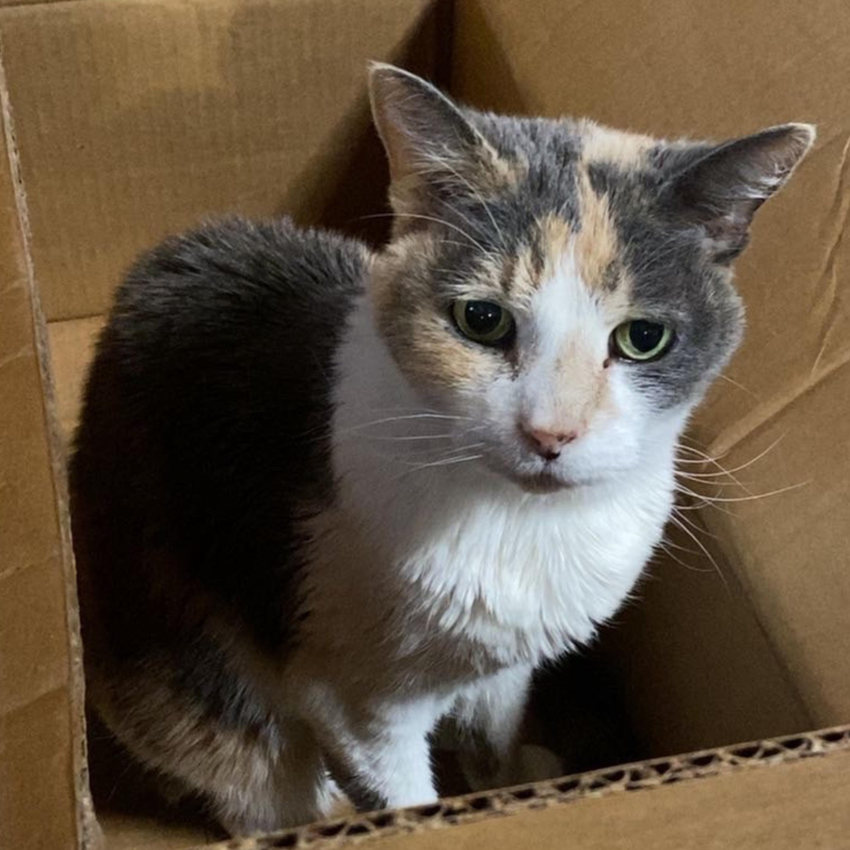 Enlarge Kitty Kiki [Permanent Foster], a Adoptable mixed breed in Santa Fe, NM image 3/6