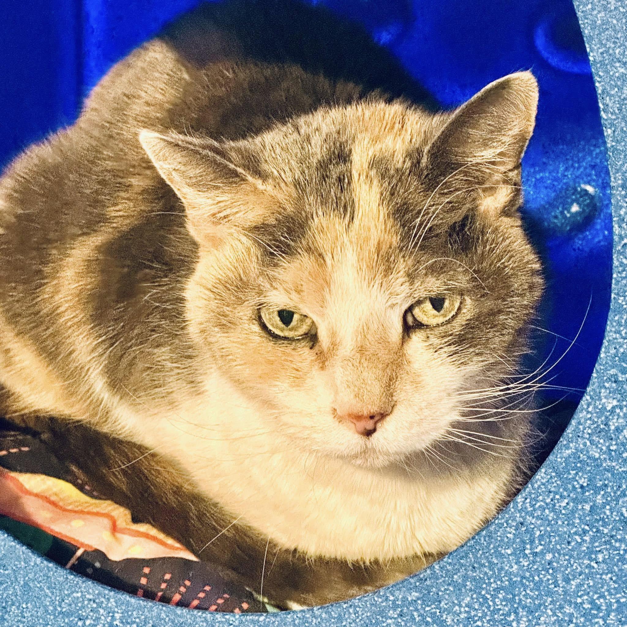 Kitty Kiki, Senior Female Domestic Short Hair