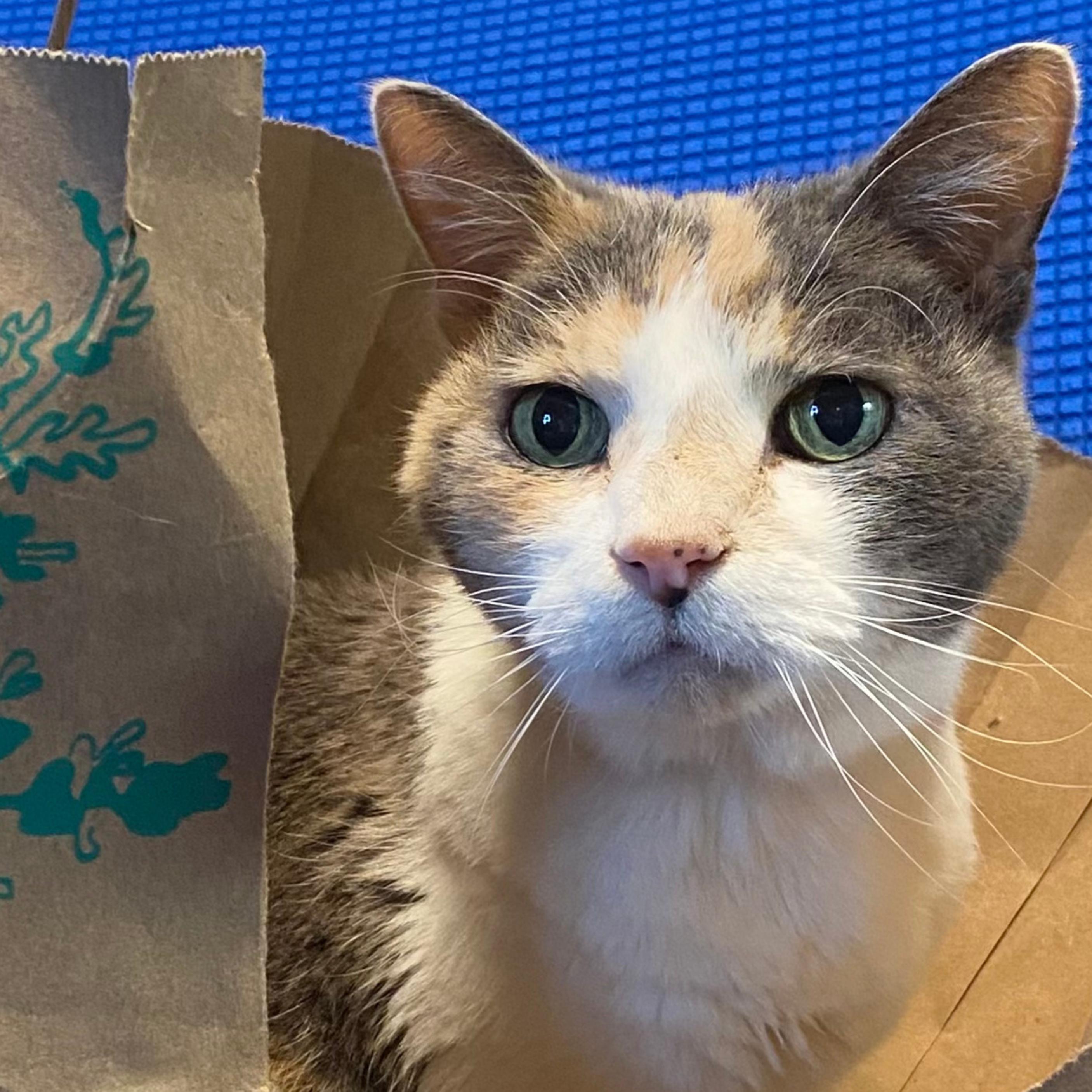 Enlarge Kitty Kiki [Permanent Foster], a Adoptable mixed breed in Santa Fe, NM image 5/6