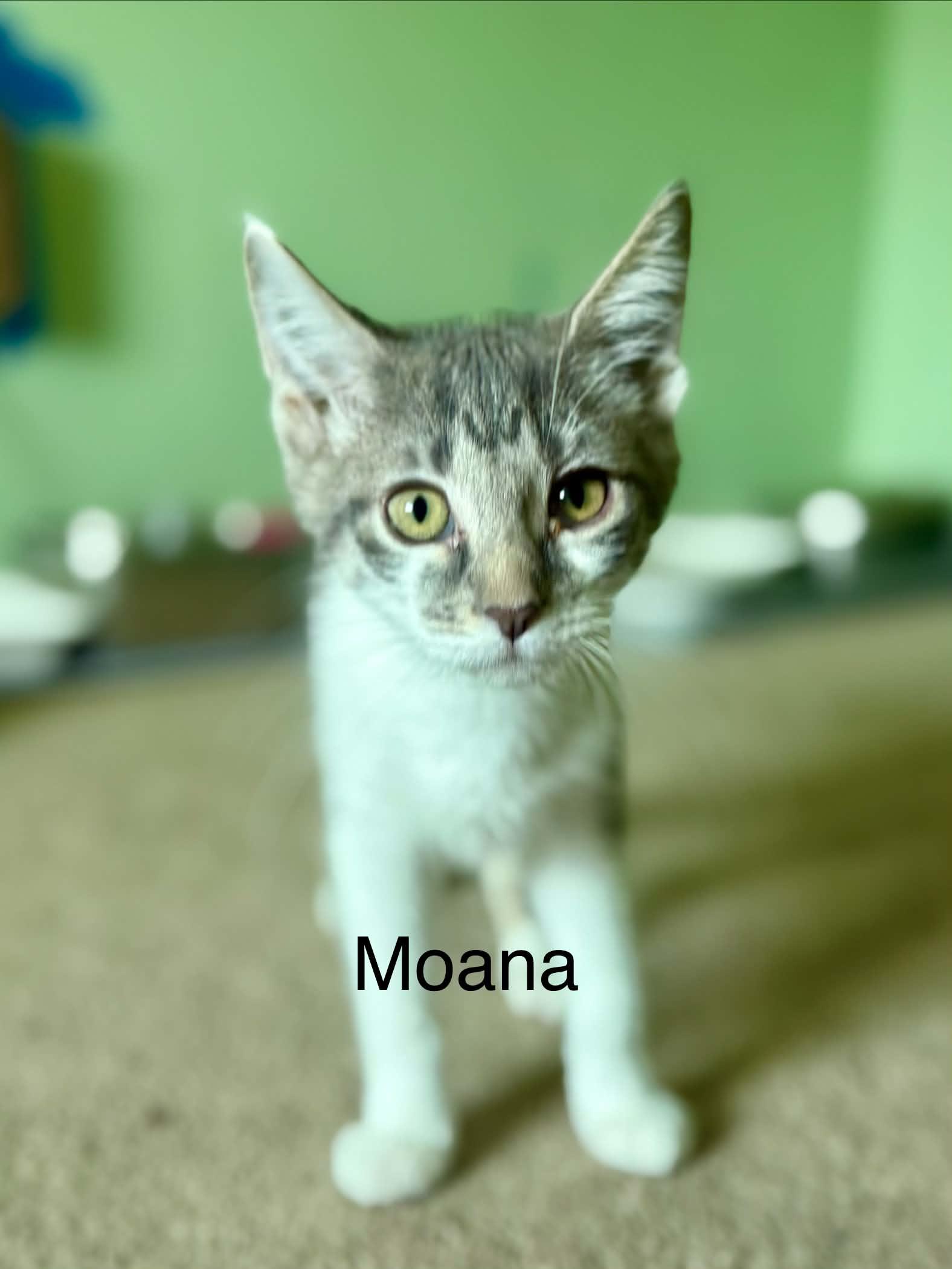 Moana, a ADOPTABLE Domestic Short Hair in Saint Charles, MO image 2/2